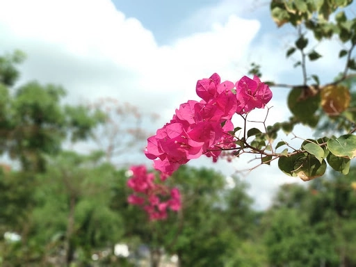Một bức ảnh chụp hoa với ánh sáng tự nhiên, hậu cảnh mờ nhẹ.